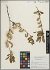 Foto von Salix planifolia Pursh